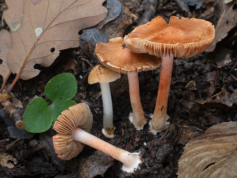 Inocybe godeyi
